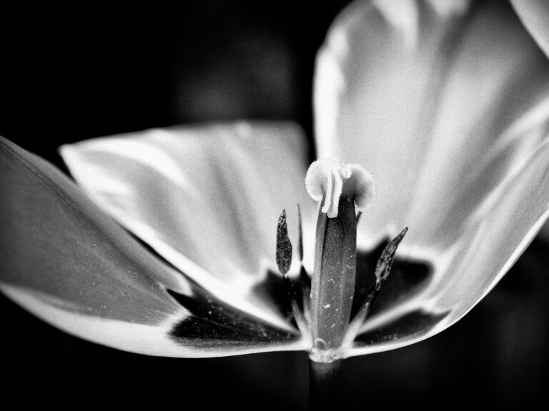 Die junge Tulpe