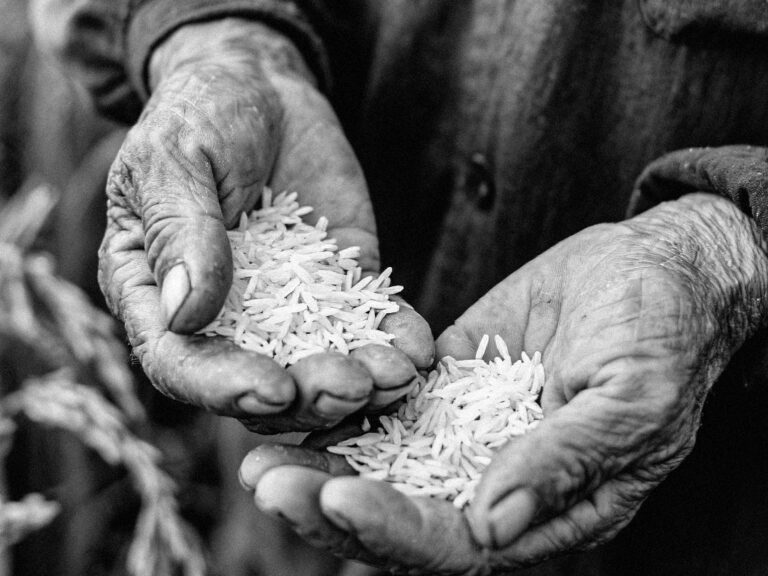 Ein alter Farmer hält Basmati Reis in seinen Händen.