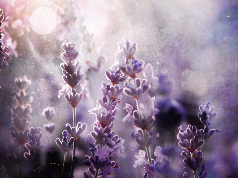 Im La La Lavendel Land